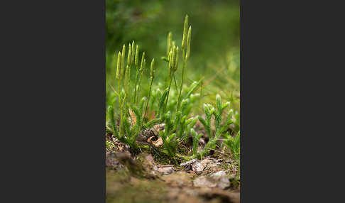 Keulen-Bärlapp (Lycopodium clavatum)