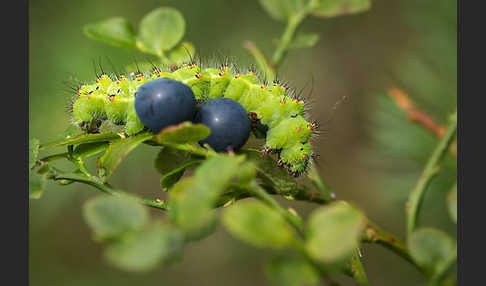 Kleines Nachtpfauenauge (Saturnia pavonia)