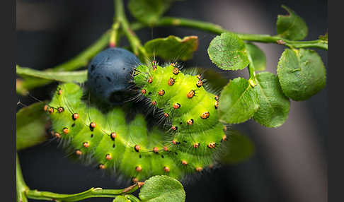 Kleines Nachtpfauenauge (Saturnia pavonia)