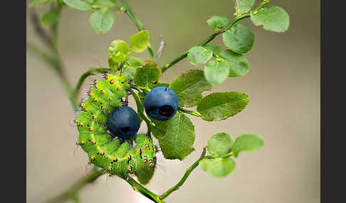 Kleines Nachtpfauenauge (Saturnia pavonia)