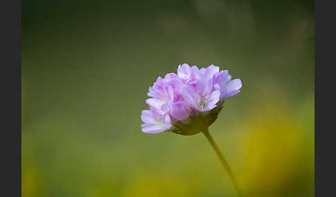 Sand-Grasnelke (Armeria maritima subsp. elongata)