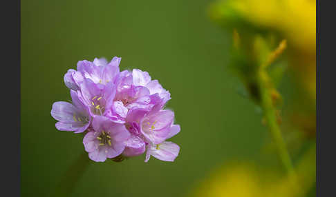 Sand-Grasnelke (Armeria maritima subsp. elongata)