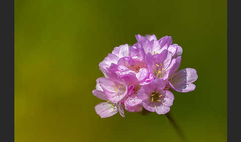 Sand-Grasnelke (Armeria maritima subsp. elongata)