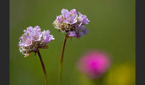 Sand-Grasnelke (Armeria maritima subsp. elongata)