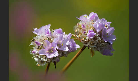 Sand-Grasnelke (Armeria maritima subsp. elongata)