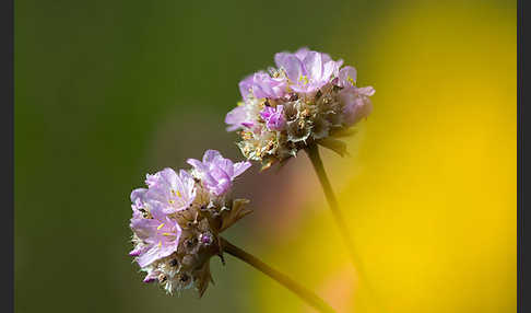 Sand-Grasnelke (Armeria maritima subsp. elongata)