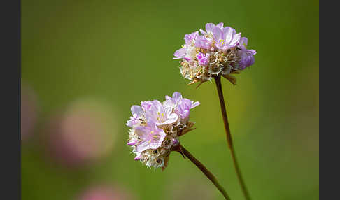 Sand-Grasnelke (Armeria maritima subsp. elongata)