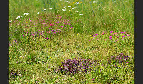 Thymian spec. (Thymus spec.)