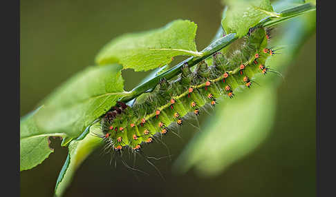 Kleines Nachtpfauenauge (Saturnia pavonia)