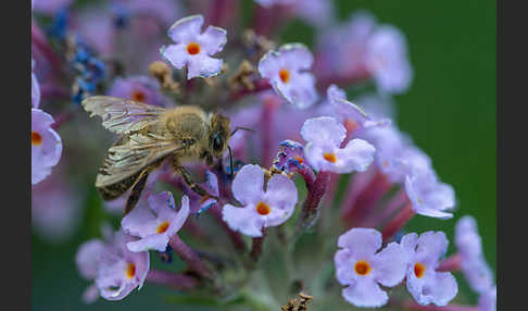 Westliche Honigbiene (Apis mellifera)