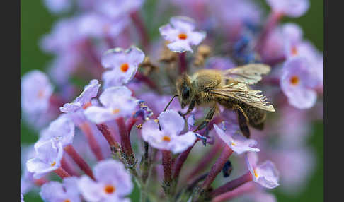 Westliche Honigbiene (Apis mellifera)