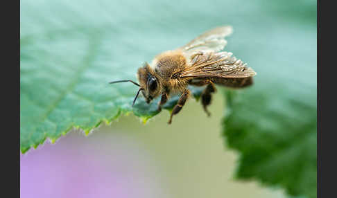 Westliche Honigbiene (Apis mellifera)