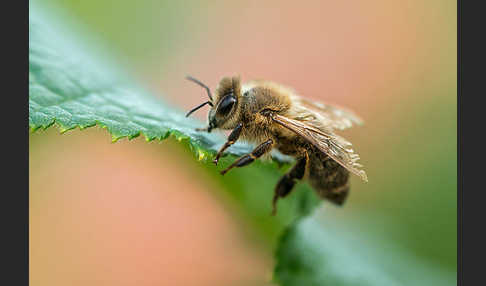 Westliche Honigbiene (Apis mellifera)