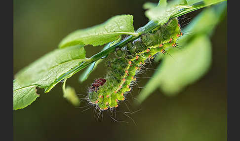 Kleines Nachtpfauenauge (Saturnia pavonia)