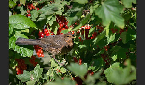 Amsel (Turdus merula)