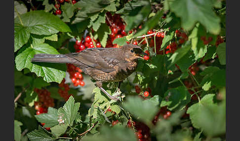 Amsel (Turdus merula)