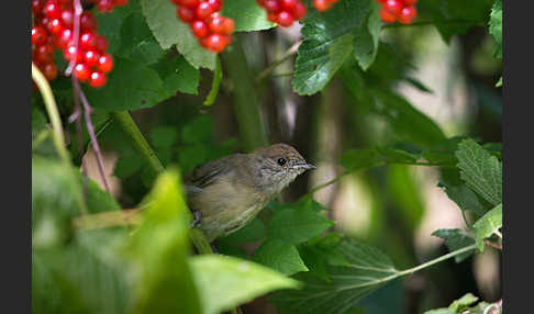 Mönchsgrasmücke (Sylvia atricapilla)