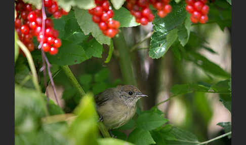 Mönchsgrasmücke (Sylvia atricapilla)