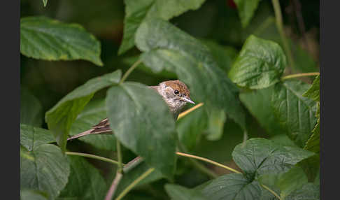 Mönchsgrasmücke (Sylvia atricapilla)