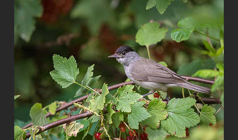 Mönchsgrasmücke (Sylvia atricapilla)