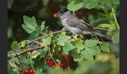 Mönchsgrasmücke (Sylvia atricapilla)