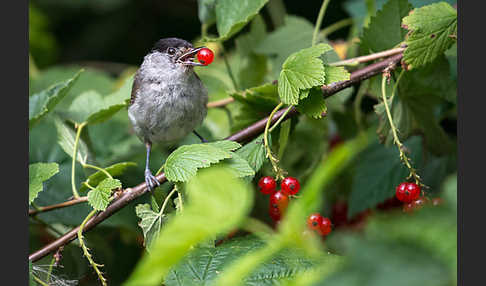 Mönchsgrasmücke (Sylvia atricapilla)