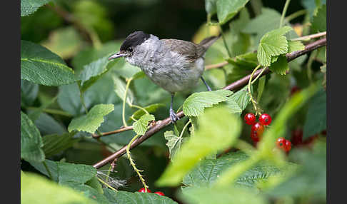 Mönchsgrasmücke (Sylvia atricapilla)