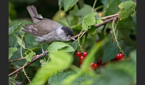 Mönchsgrasmücke (Sylvia atricapilla)