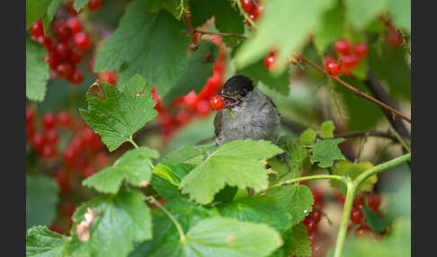 Mönchsgrasmücke (Sylvia atricapilla)