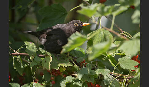 Amsel (Turdus merula)