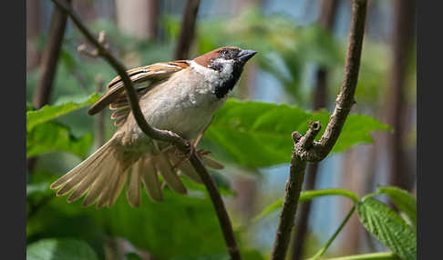 Feldsperling (Passer montanus)