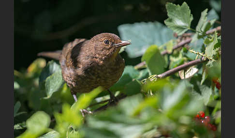 Amsel (Turdus merula)