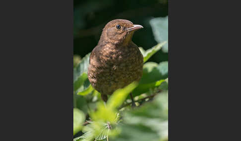 Amsel (Turdus merula)