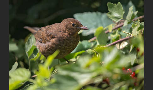 Amsel (Turdus merula)