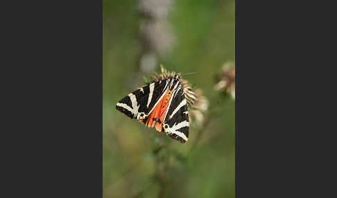 Spanische Flagge (Callimorpha quadripunctaria)