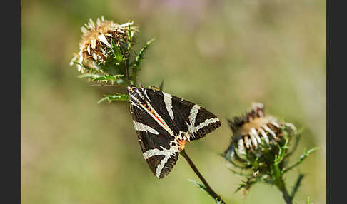 Spanische Flagge (Callimorpha quadripunctaria)