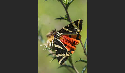 Spanische Flagge (Callimorpha quadripunctaria)