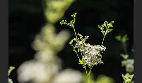 Echtes Mädesüß (Filipendula ulmaria)