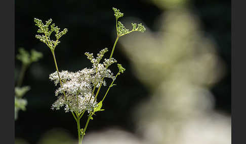 Echtes Mädesüß (Filipendula ulmaria)