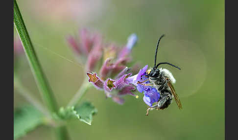 Mai-Langhornbiene (Eucera longicornis)