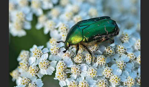 Gemeiner Rosenkäfer (Cetonia aurata)