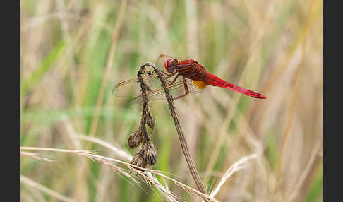 Feuerlibelle (Crocothemis erythraea)