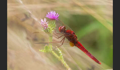 Feuerlibelle (Crocothemis erythraea)