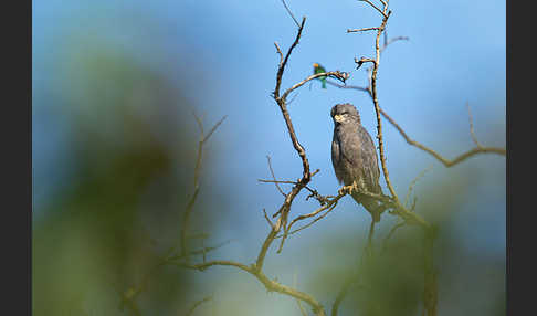 Bandschlangenadler (Circaetus cinerascens)