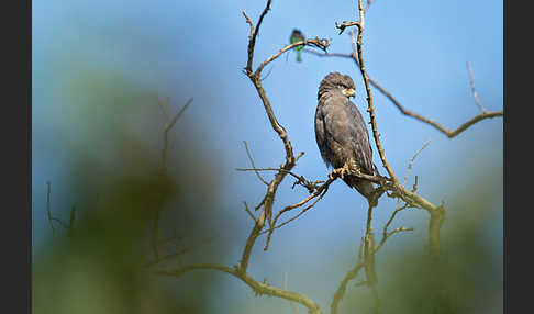 Bandschlangenadler (Circaetus cinerascens)