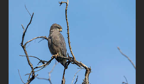 Bandschlangenadler (Circaetus cinerascens)