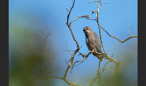 Bandschlangenadler (Circaetus cinerascens)