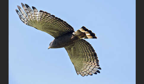 Bandschlangenadler (Circaetus cinerascens)
