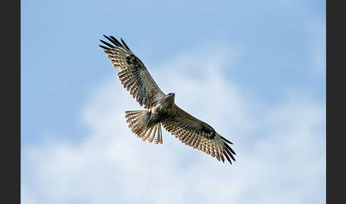 Adlerbussard (Buteo rufinus)