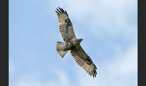 Adlerbussard (Buteo rufinus)